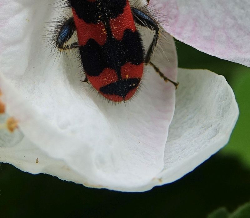 Trichodes alvearius -Clairon des abeilles #70315