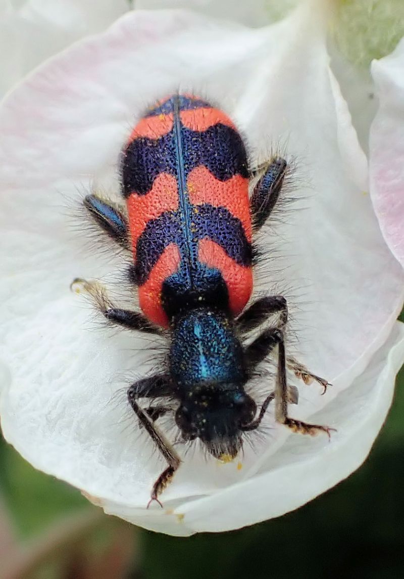 Trichodes alvearius -Clairon des abeilles #70317