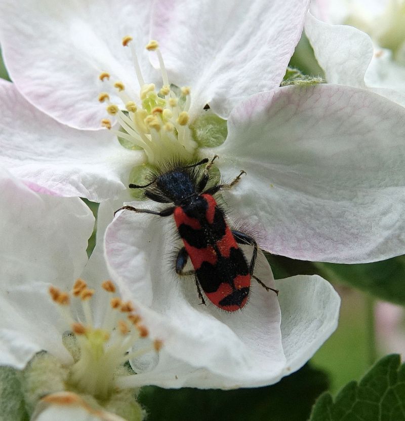 Trichodes alvearius -Clairon des abeilles #70313