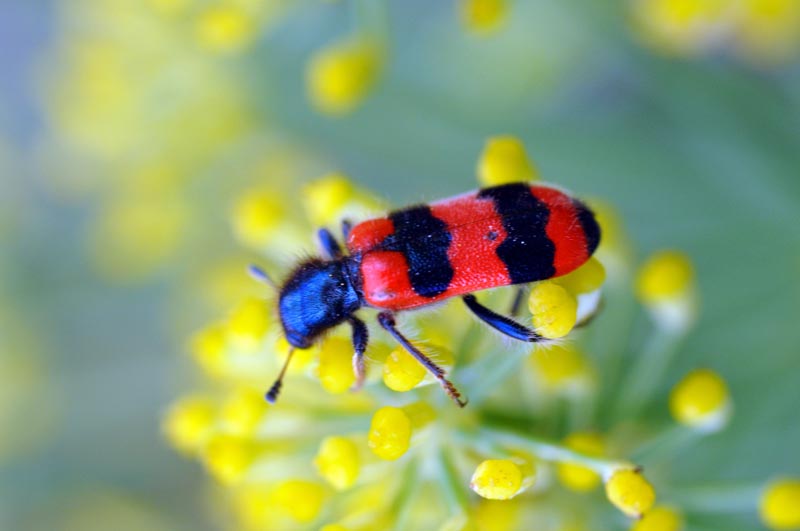 Trichodes apiarius (Linnaeus, 1758) #38464