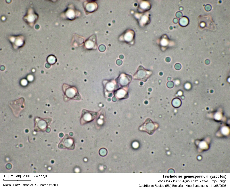 Tricholoma goniospermum #4445