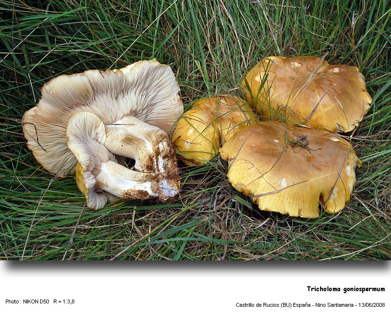 Tricholoma goniospermum #4446