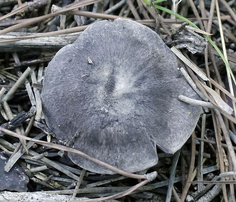 Tricholoma terreum #53511
