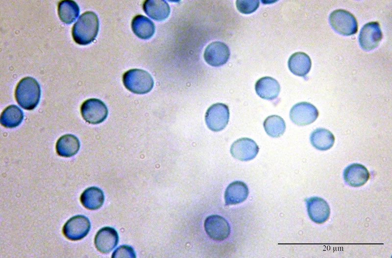 Tricholoma terreum #53515