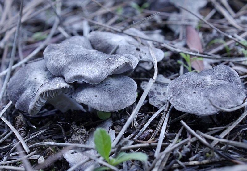 Tricholoma terreum #53509