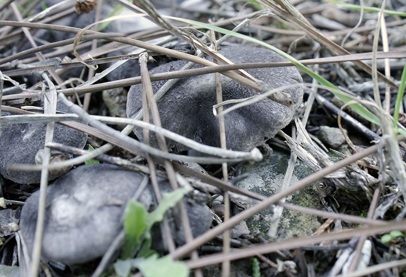 Tricholoma terreum #53510