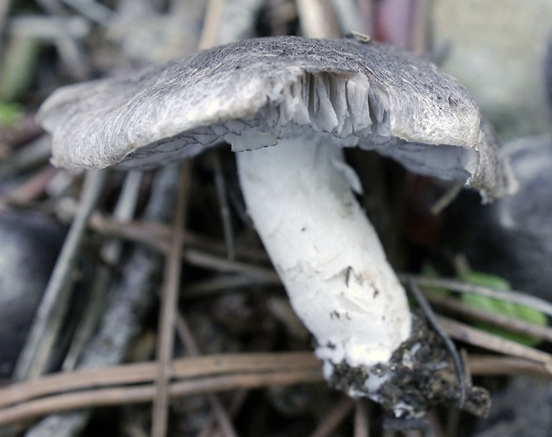 Tricholoma terreum #53513
