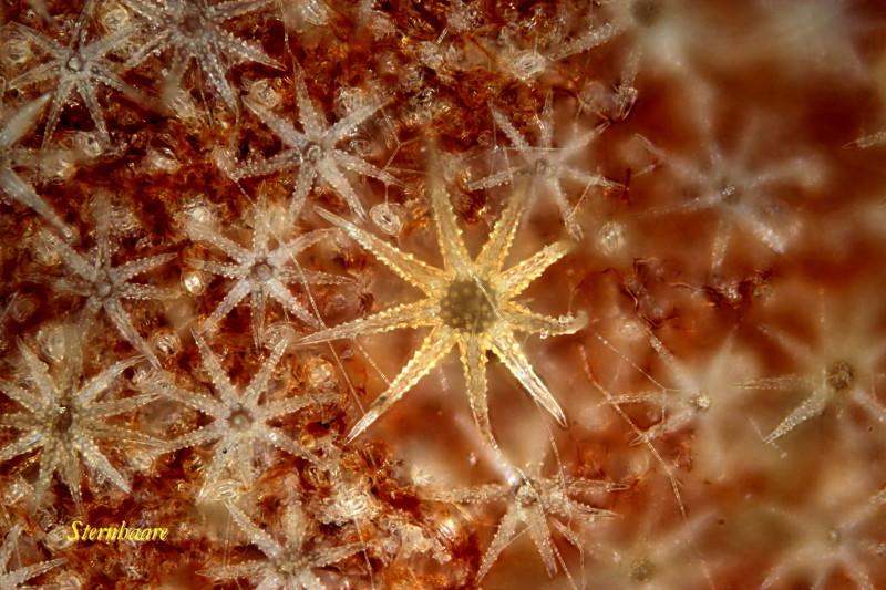Trichomes en étoile #37307
