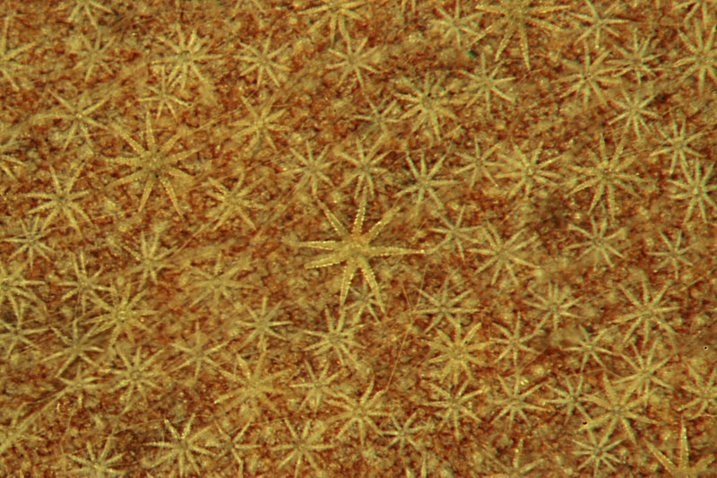 Trichomes en étoile #37306