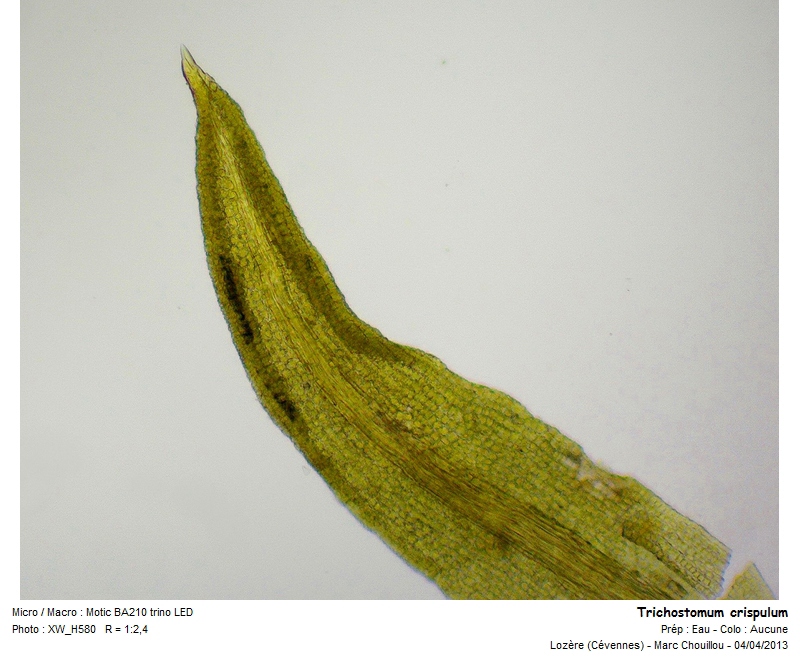 Trichostomum crispulum Bruch #36041