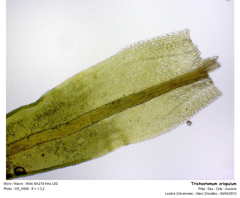 Trichostomum crispulum Bruch #36042