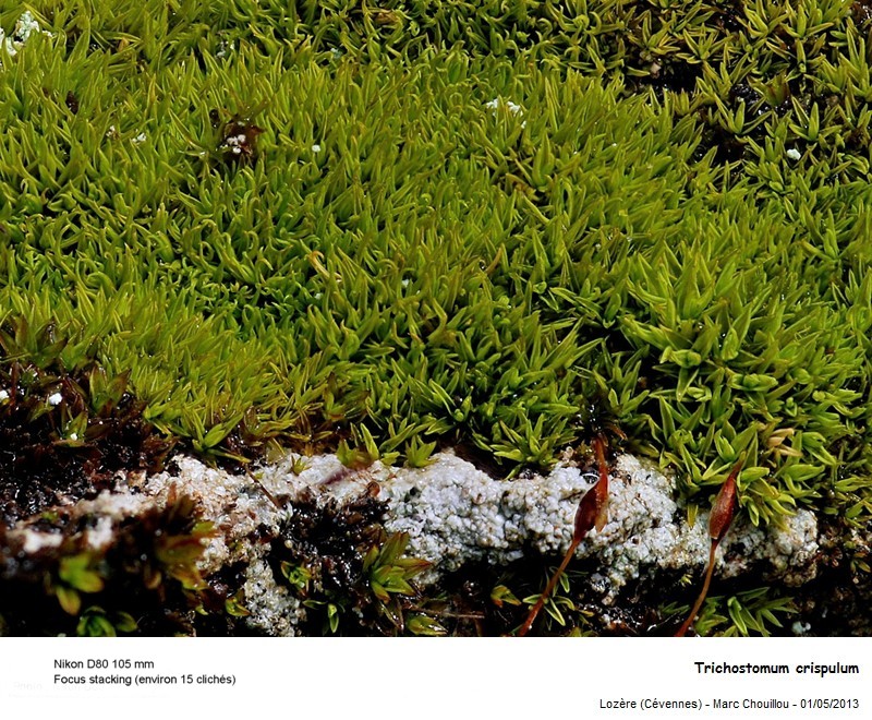 Trichostomum crispulum Bruch #36039