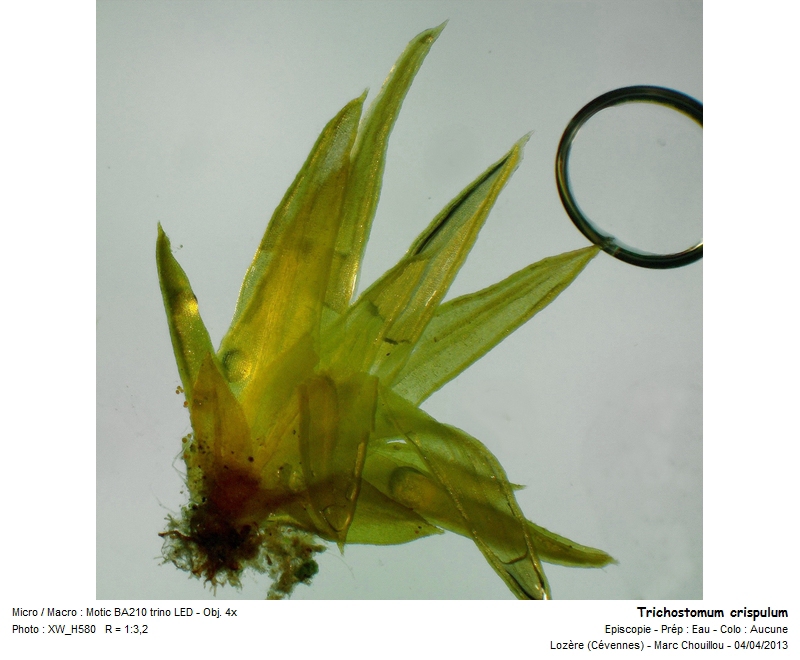 Trichostomum crispulum Bruch #36040