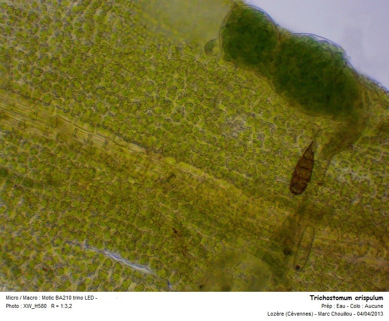 Trichostomum crispulum Bruch #36043