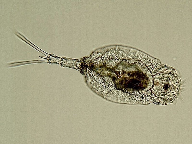 Trichotria pocillum O.F. Muller, 1776 #15861