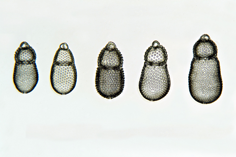 Tricolocapsa granti #45177