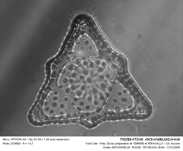 TRICRATIUM ARCKANGELSKIANUM #31538
