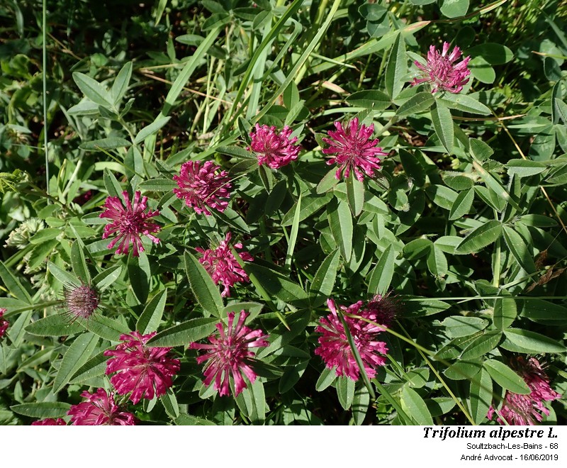 Trifolium alpestre L. #60965
