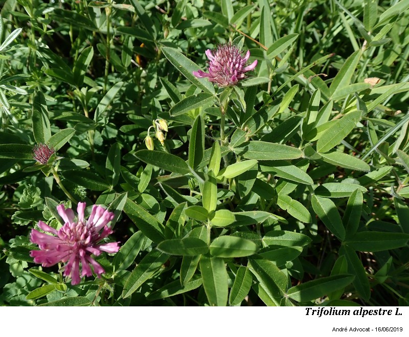 Trifolium alpestre L. #60967