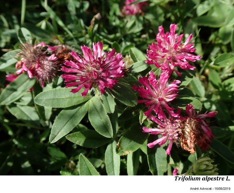 Trifolium alpestre L. #60966