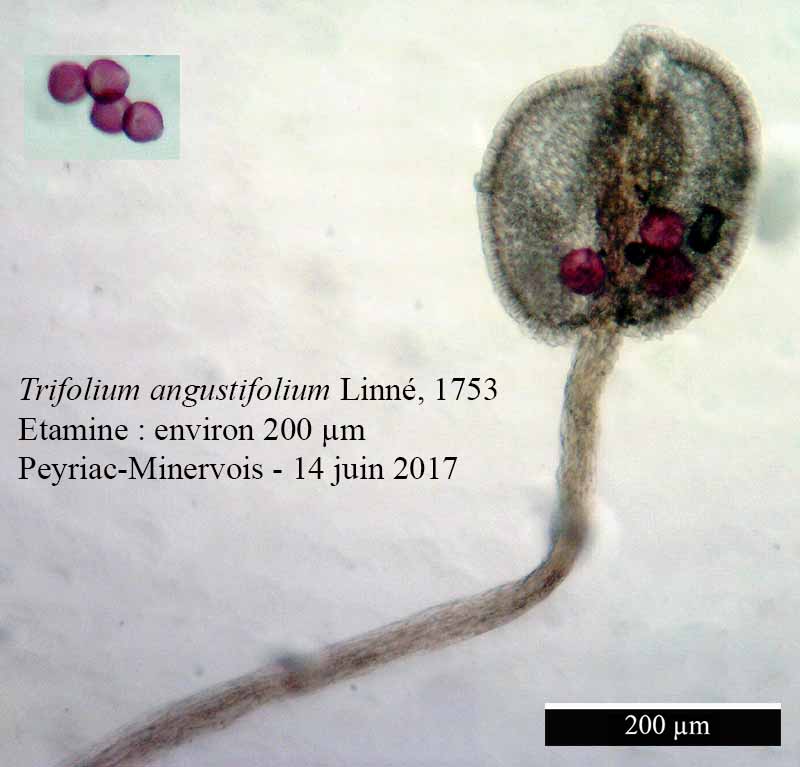 Trifolium angustifolium #51688