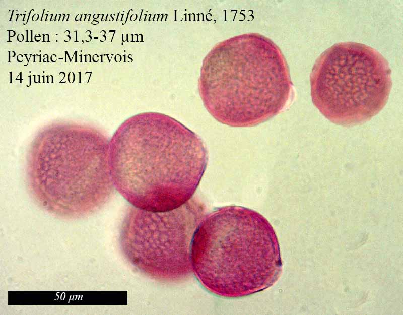 Trifolium angustifolium #51687