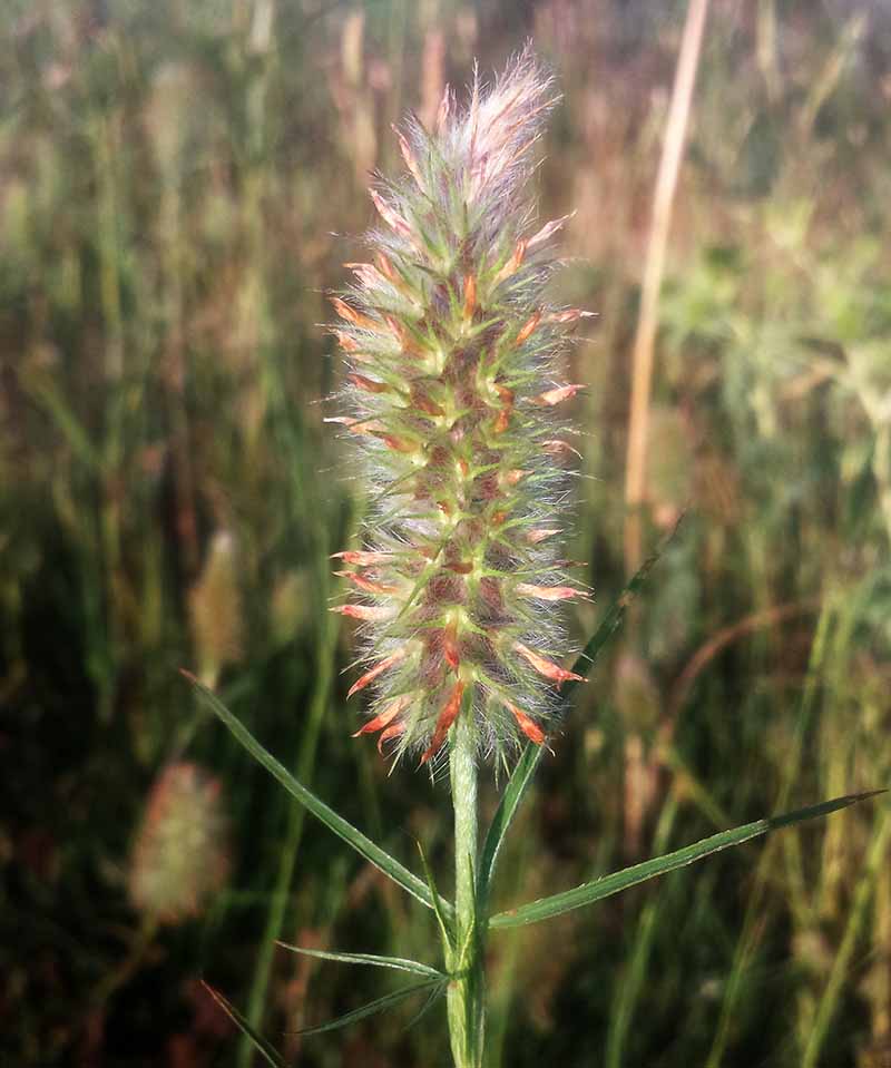 Trifolium angustifolium #51686