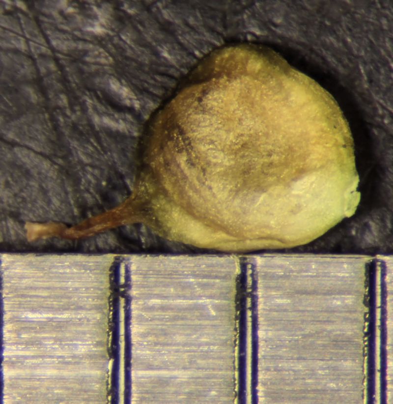 Trifolium fragiferum L. #75798