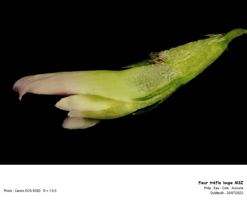 Trifolium fragiferum L. #75791