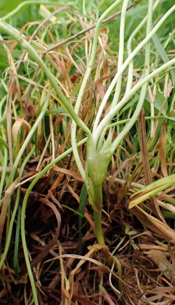 Trifolium fragiferum L. #75800