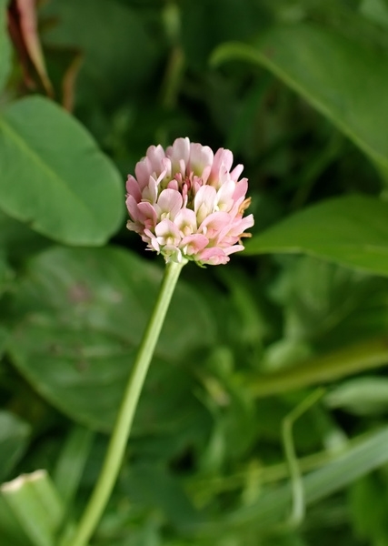 Trifolium fragiferum L. #75789