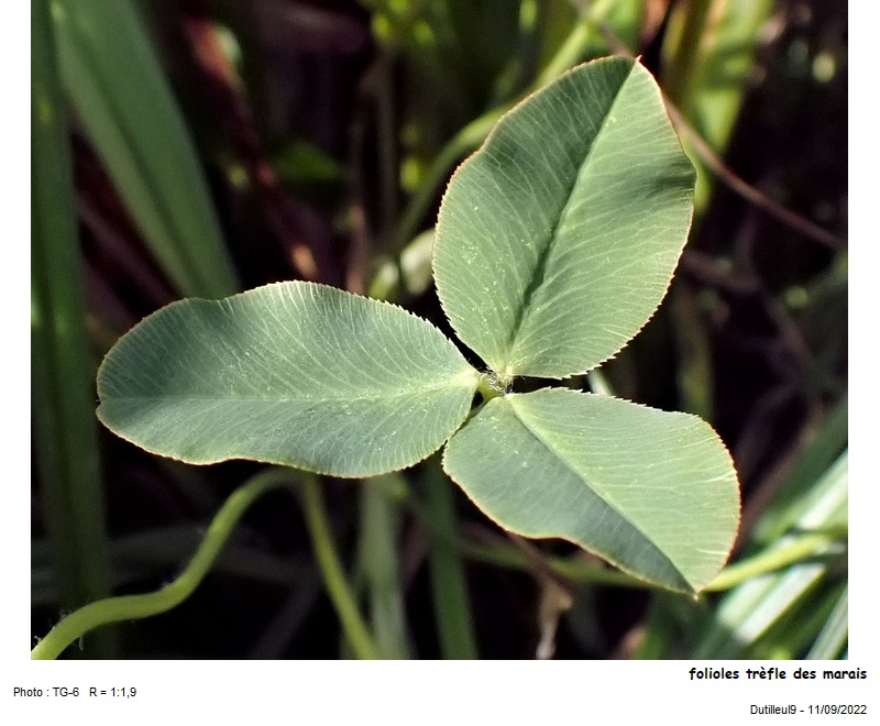 Trifolium fragiferum L. #75794