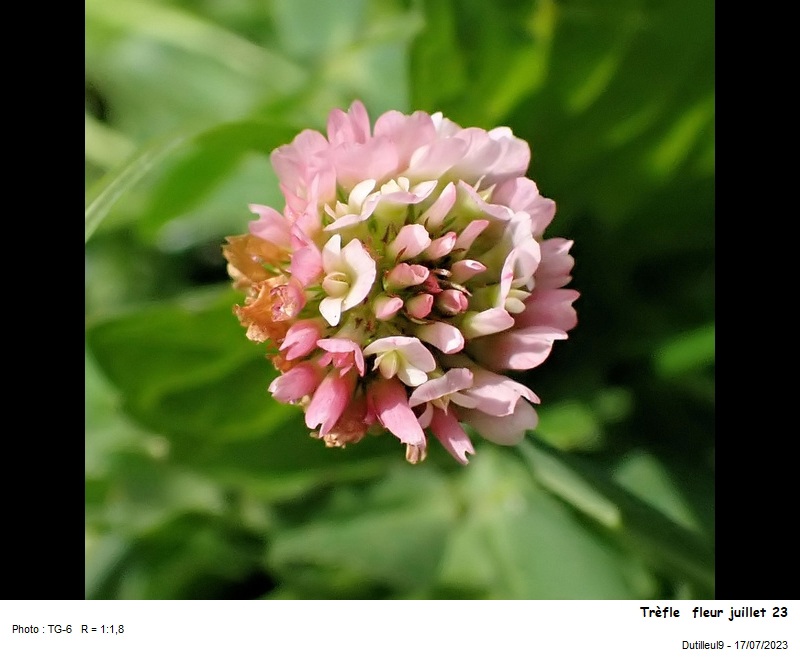 Trifolium fragiferum L. #75790