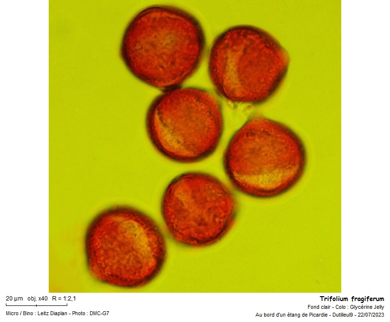 Trifolium fragiferum Pollen #75807