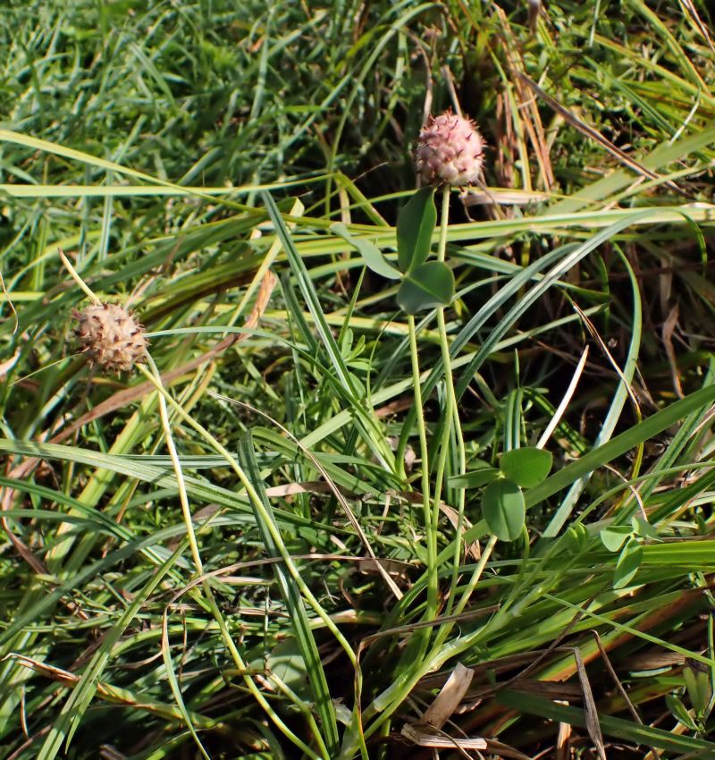 Trifolium fragiferum L. #75795