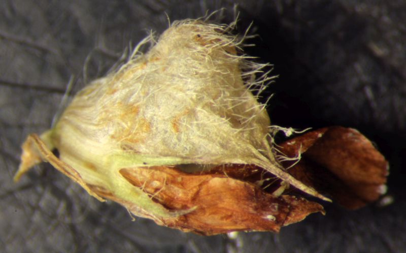 Trifolium fragiferum L. #75797