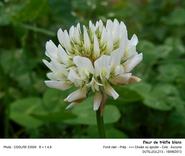 Trifolium repens - Trèfle rampant #32409