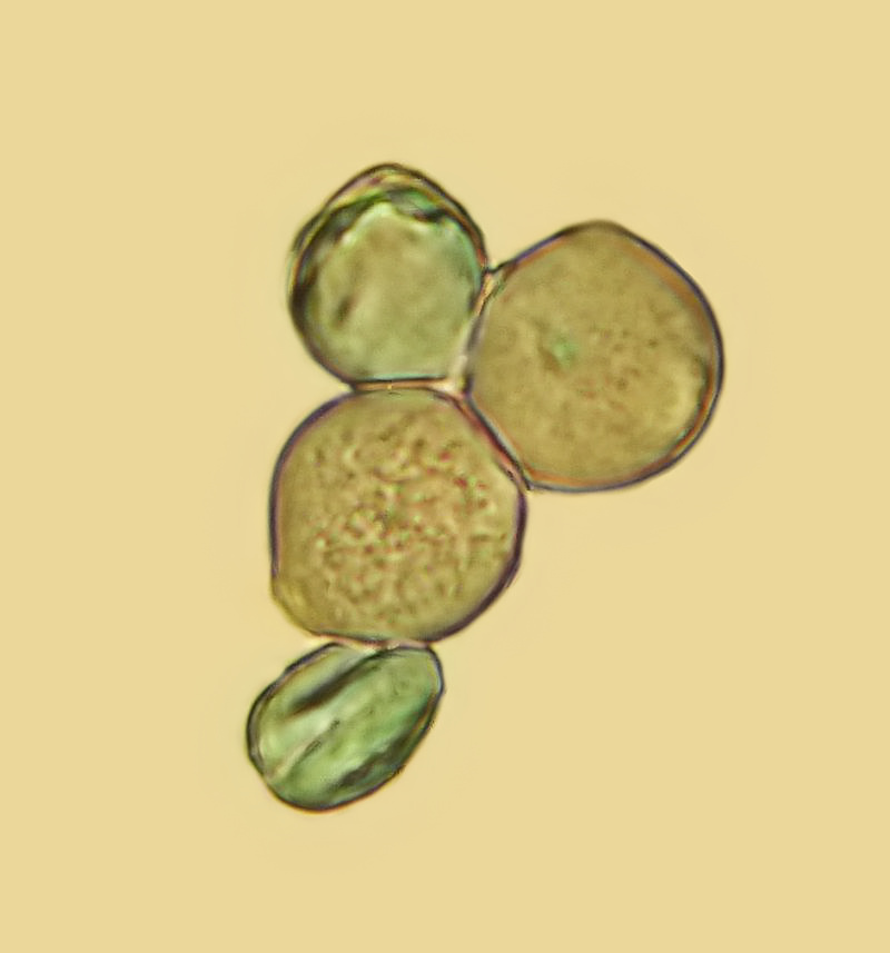 Trifolium repens - Trèfle blanc #67235