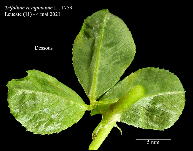 Trifolium resupinatum #66614