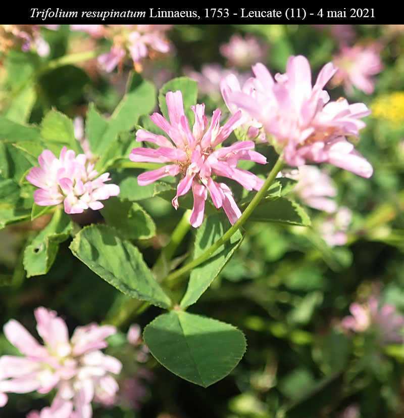 Trifolium resupinatum #66615
