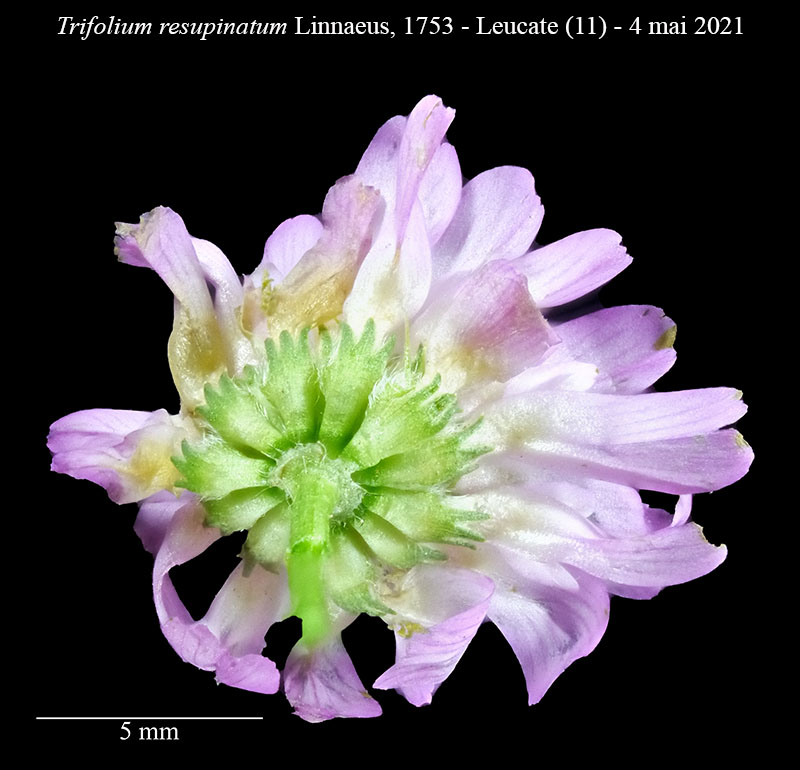 Trifolium resupinatum #66618