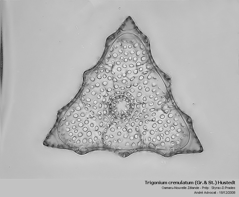 Trigonium crenulatum (Gr.& St.) Hustedt #41003