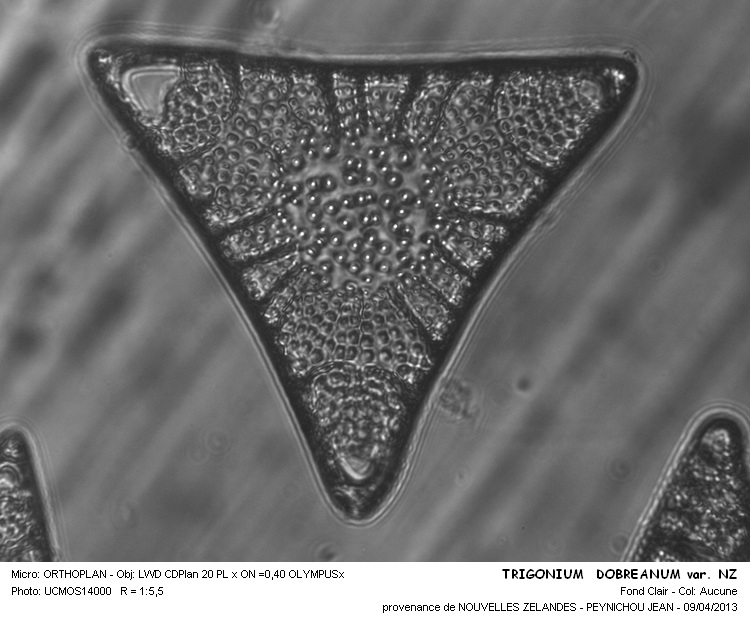 Trigonium dobreanum var.novazealandiae(Gr.&St.)Hustedt #30537