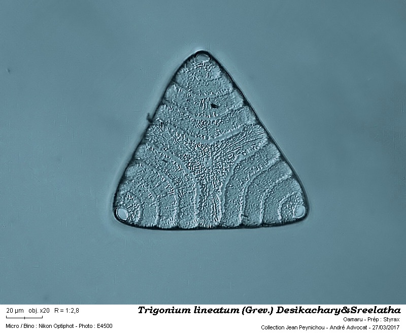 Trigonium lineatum (Grev.) Desikachary&Sreelatha #49174