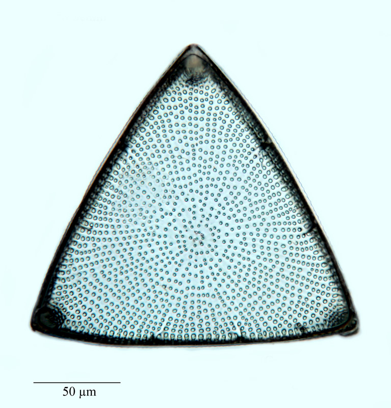 Trigonium pseudonervatum #64592