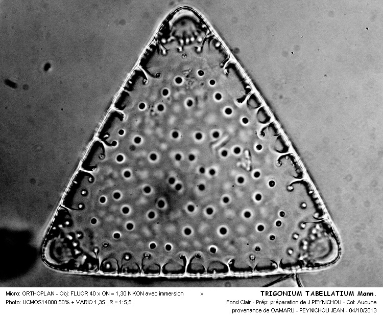 TRIGONIUM TABELLARIUM Mann. #34139