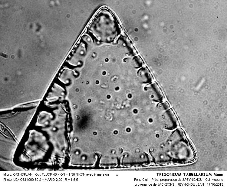 TRIGONIUM TABELLARIUM Mann #34340