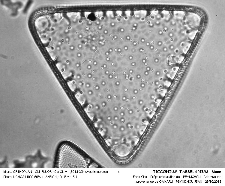 TRIGONIUM TABELLARIUM Mann #34483