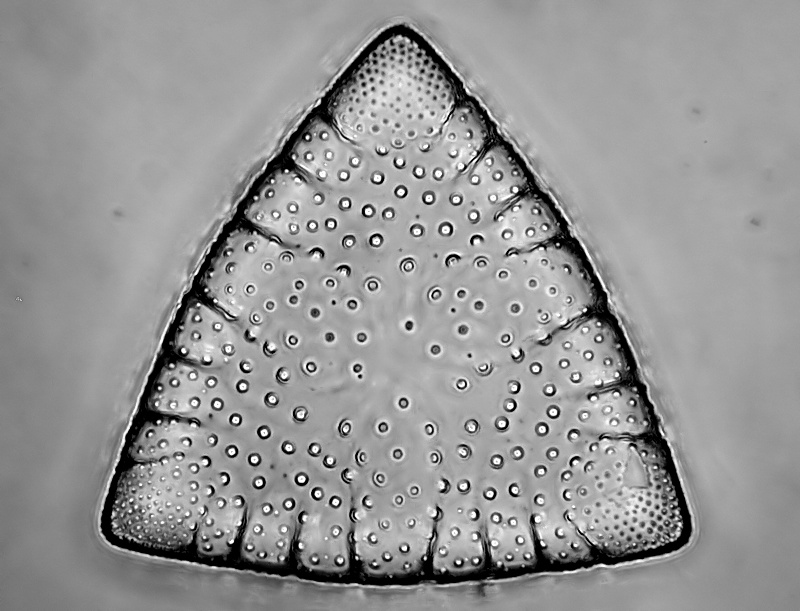 Trigonium tabellarium (Brightwell)  Mann #35308