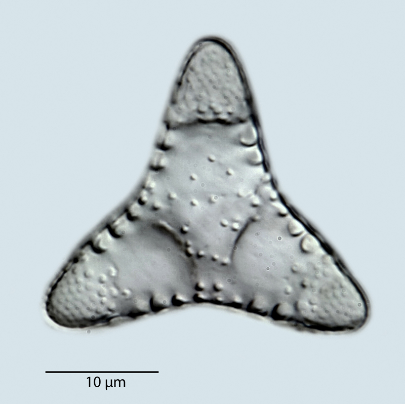 Trilamina sp. cf. T. denticulata #41476